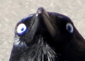 Screen shot 2013-03-27 at 3.20.04 PM