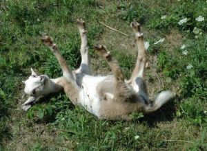 fainting_goat